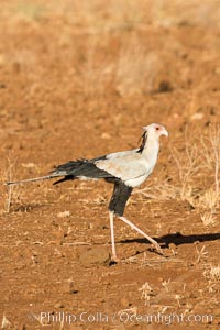 Secretary bird, a large bird of prey in Kenya, Sagittarius serpentarius, Meru National Park