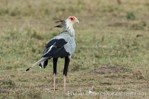 Secretary bird, a large bird of prey in Kenya