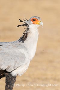 Secretary Bird, Sagittarius serpentarius, Amboseli National Park, Sagittarius serpentarius