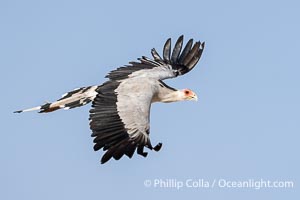 Secretary Bird in Flight, Sagittarius serpentarius, Amboseli National Park, Sagittarius serpentarius