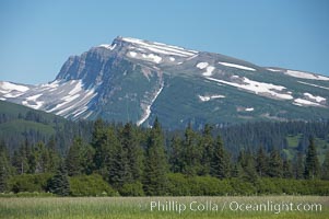 Sedge grass meadows, spruce trees and Chigmit Range, Lake Clark National Park, Alaska