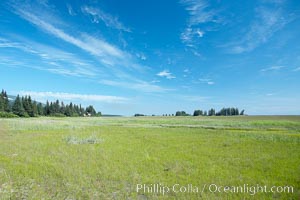 Sedge grass meadows, spruce trees, and blue sky.
