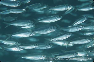 Bigeye scad, schooling, Selar crumenophthalmus, Sea of Cortez, La Paz, Baja California, Mexico