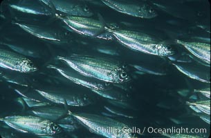 Bigeye scad, schooling, Selar crumenophthalmus, Sea of Cortez, La Paz, Baja California, Mexico