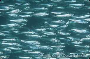 Bigeye scad, schooling, Selar crumenophthalmus, Sea of Cortez, La Paz, Baja California, Mexico