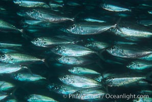 Bigeye scad, schooling, Sea of Cortez, Selar crumenophthalmus