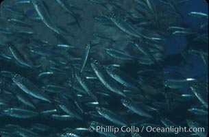 Bigeye scad, schooling, Selar crumenophthalmus, Sea of Cortez, La Paz, Baja California, Mexico