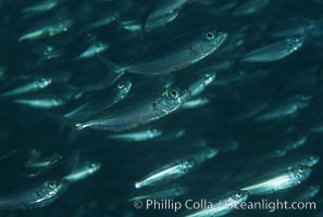 Bigeye scad, schooling, Sea of Cortez, Selar crumenophthalmus