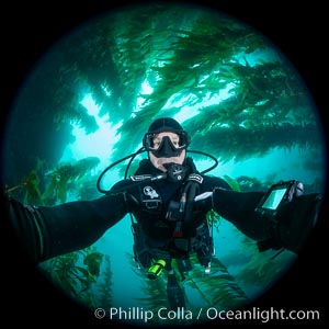 Self portrait in kelp forest, Catalina Island. California, USA, Macrocystis pyrifera, natural history stock photograph, photo id 37274