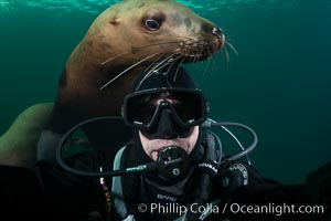 Selfie with Steller sea lion underwater, Norris Rocks, Hornby Island, British Columbia, Canada, Eumetopias jubatus