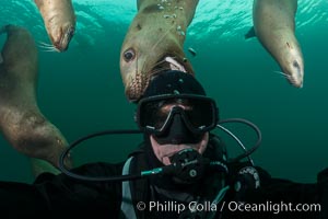 Selfie with Steller sea lion underwater, Norris Rocks, Hornby Island, British Columbia, Canada, Eumetopias jubatus