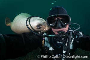 Selfie with Steller sea lion underwater, Norris Rocks, Hornby Island, British Columbia, Canada, Eumetopias jubatus