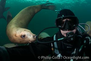 Selfie with Steller sea lion underwater, Norris Rocks, Hornby Island, British Columbia, Canada, Eumetopias jubatus