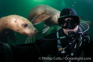 Selfie with Steller sea lion underwater, Norris Rocks, Hornby Island, British Columbia, Canada, Eumetopias jubatus