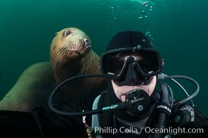 Selfie with Steller sea lion underwater, Norris Rocks, Hornby Island, British Columbia, Canada, Eumetopias jubatus