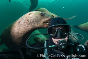 Selfie with Steller sea lion underwater, Norris Rocks, Hornby Island, British Columbia, Canada, Eumetopias jubatus