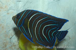 Semicircle angelfish, juvenile form, Pomacanthus semicirculatus