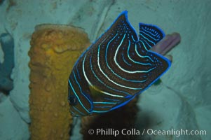 Semicircle angelfish, juvenile form, Pomacanthus semicirculatus