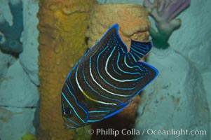 Semicircle angelfish, juvenile form, Pomacanthus semicirculatus