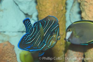 Semicircle angelfish, juvenile form, Pomacanthus semicirculatus