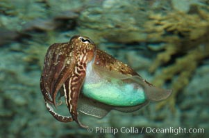 Common cuttlefish, Sepia officinalis