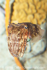 Common cuttlefish, Sepia officinalis