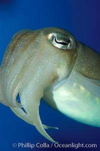 Common cuttlefish, Sepia officinalis