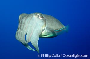 Common cuttlefish, Sepia officinalis