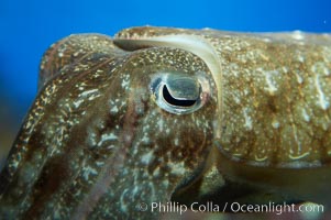 Common cuttlefish, Sepia officinalis