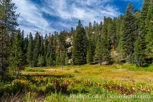 Long Meadow in late summer, Sequoia Kings Canyon National Park, California
