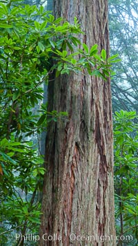 Giant redwood, Lady Bird Johnson Grove, Redwood National Park. The coastal redwood, or simply 'redwood', is the tallest tree on Earth, reaching a height of 379' and living 3500 years or more. It is native to coastal California and the southwestern corner of Oregon within the United States, but most concentrated in Redwood National and State Parks in Northern California, found close to the coast where moisture and soil conditions can support its unique size and growth requirements, Sequoia sempervirens