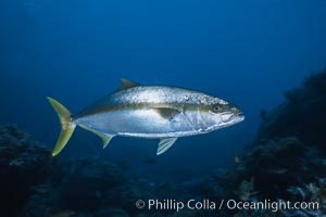 North Pacific Yellowtail, Seriola lalandi, Guadalupe Island (Isla Guadalupe)