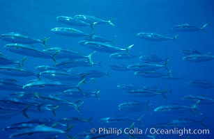 School of juvenile North Pacific Yellowtail, attracted to nearby drift kelp, open ocean, Seriola lalandi, San Diego, California