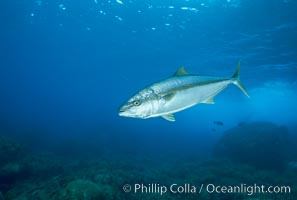 North Pacific Yellowtail at Guadalupe Island, Mexico, Seriola lalandi, Guadalupe Island (Isla Guadalupe)