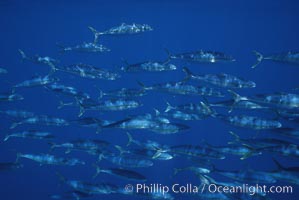 North Pacific Yellowtail, schooling, open ocean under drift kelp., Seriola lalandi, natural history stock photograph, photo id 05202