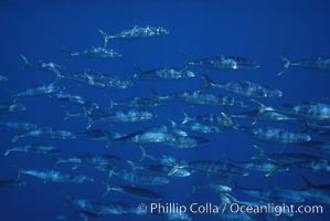 North Pacific Yellowtail, schooling, open ocean under drift kelp, Seriola lalandi