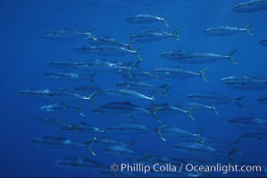 North Pacific Yellowtail, schooling, open ocean under drift kelp., Seriola lalandi, natural history stock photograph, photo id 05205