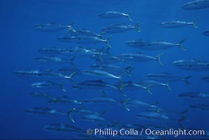 North Pacific Yellowtail, schooling, open ocean under drift kelp, Seriola lalandi