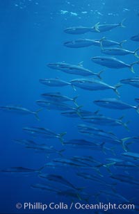 North Pacific Yellowtail, schooling, open ocean under drift kelp, Seriola lalandi