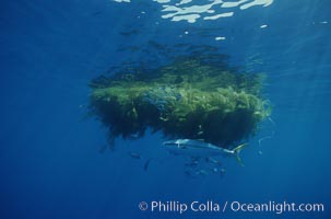 North Pacific Yellowtail, circling offshore drift kelp pursuing smaller fishes which congregate around the kelp paddy, Seriola lalandi, San Diego, California