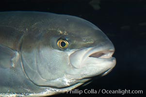 North Pacific Yellowtail, Seriola lalandi