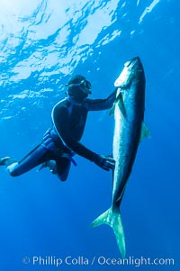 Craig OConnor and his pending spearfishing world record North Pacific yellowtail (77.4 pounds), taken on a breathold dive with a band-power speargun near Abalone Point.  Guadalupe Island is home to enormous yellowtail.  The three most recent spearfishing world records for Northern yellowtail have been taken at Guadalupe. July 2004, Seriola lalandi, Guadalupe Island (Isla Guadalupe)