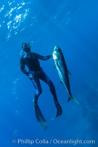 Craig OConnor and his pending spearfishing world record North Pacific yellowtail (77.4 pounds), taken on a breathold dive with a band-power speargun near Abalone Point.  Guadalupe Island is home to enormous yellowtail.  The three most recent spearfishing world records for Northern yellowtail have been taken at Guadalupe. July 2004, Seriola lalandi, Guadalupe Island (Isla Guadalupe)