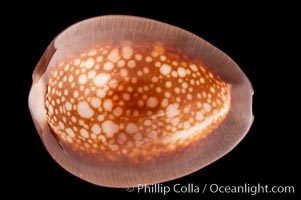 Serpent's-head Cowrie, Cypraea caputserpentis caputophidii