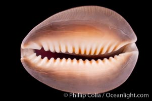 Serpent's-head Cowrie, Cypraea caputserpentis caputophidii