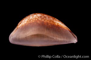 Serpent's-head Cowrie, Cypraea caputserpentis caputophidii