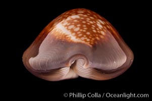 Serpent's-head Cowrie, Cypraea caputserpentis caputophidii