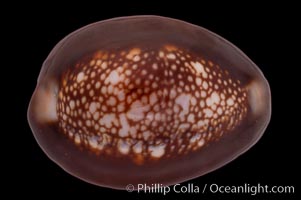 Serpent's-head Cowrie, Cypraea caputserpentis