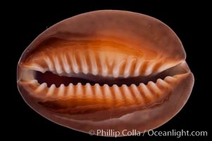 Serpent's-head Cowrie, Cypraea caputserpentis