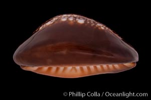 Serpent's-head Cowrie, Cypraea caputserpentis